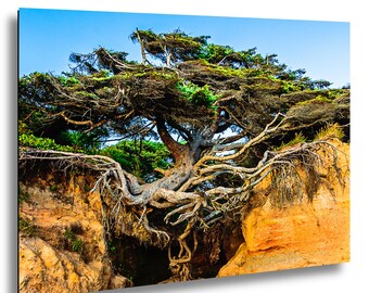 Kalaloch Beach Tree of Life – Pacific Northwest Coastal Fine Art Print on Paper, Canvas, Acrylic & Metal