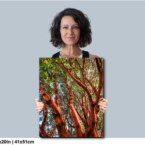 May include: A vibrant canvas print featuring a close-up view of a tree with striking red-orange bark and green foliage. The artwork measures 16x20 inches.