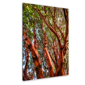 May include: A vibrant photograph of trees with striking red-orange bark and green foliage. The image captures the upward view of the tree trunks and branches, creating a dynamic and colorful composition. The bark's texture and the contrast with the green leaves are prominent.