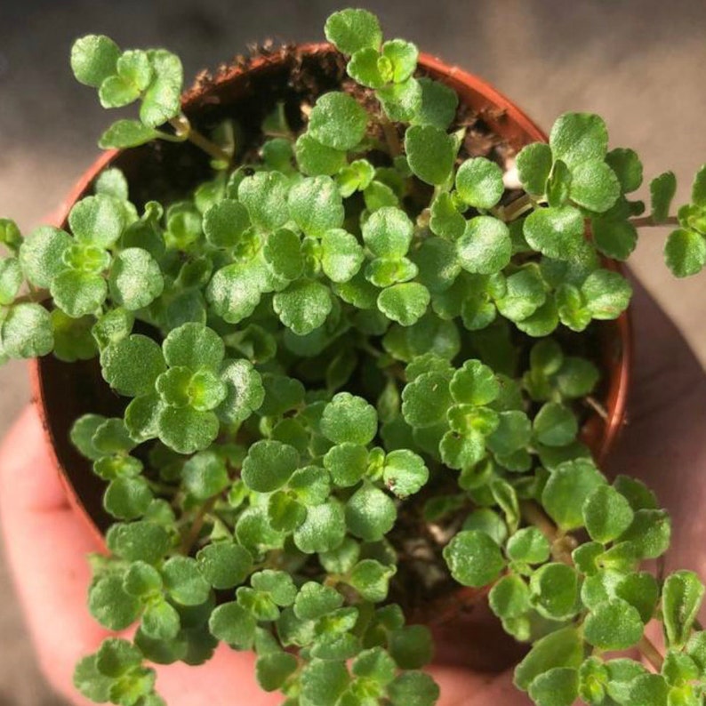 Pilea Depressa Baby Tears Trailing Non Toxic Houseplant Etsy