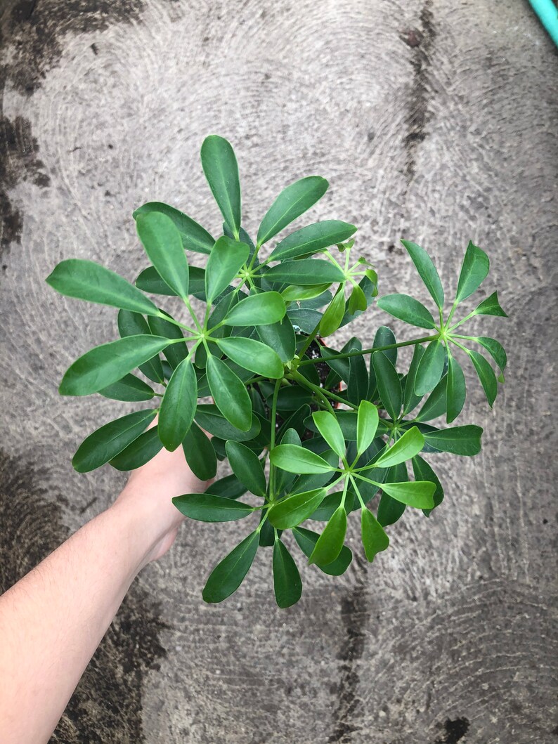 Schefflera aka Umbrella Plant Variegated Easy Care Etsy