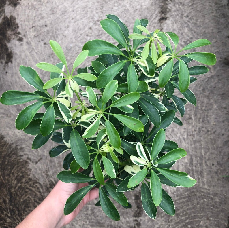 Schefflera aka Umbrella Plant Variegated Easy Care Etsy