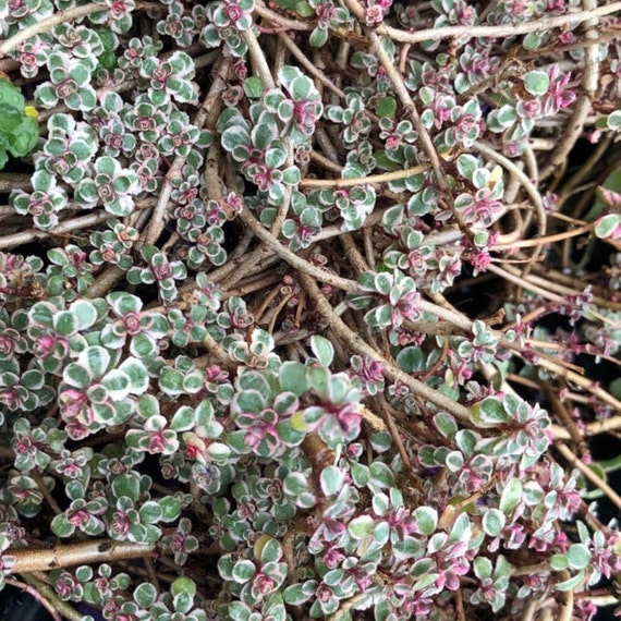 Dragons Blood Tricolor Sedum Pink Plant Etsy Dragons Blood Tricolor Sedum Pink Plant Etsy