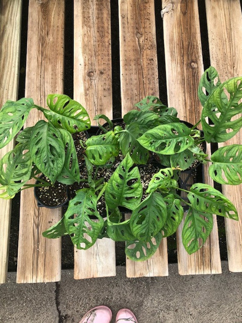 Philodendron Swiss Cheese Monstera Adansonii Etsy
