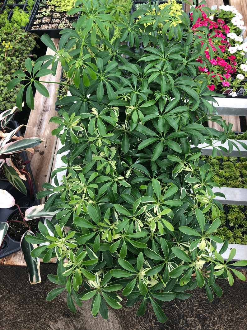 Schefflera aka Umbrella Plant Variegated Easy Care Etsy