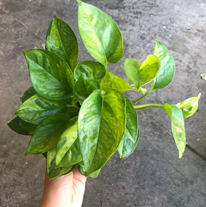 RARE Emerald Pothos Hard to find Pothos Cutting Only Etsy
