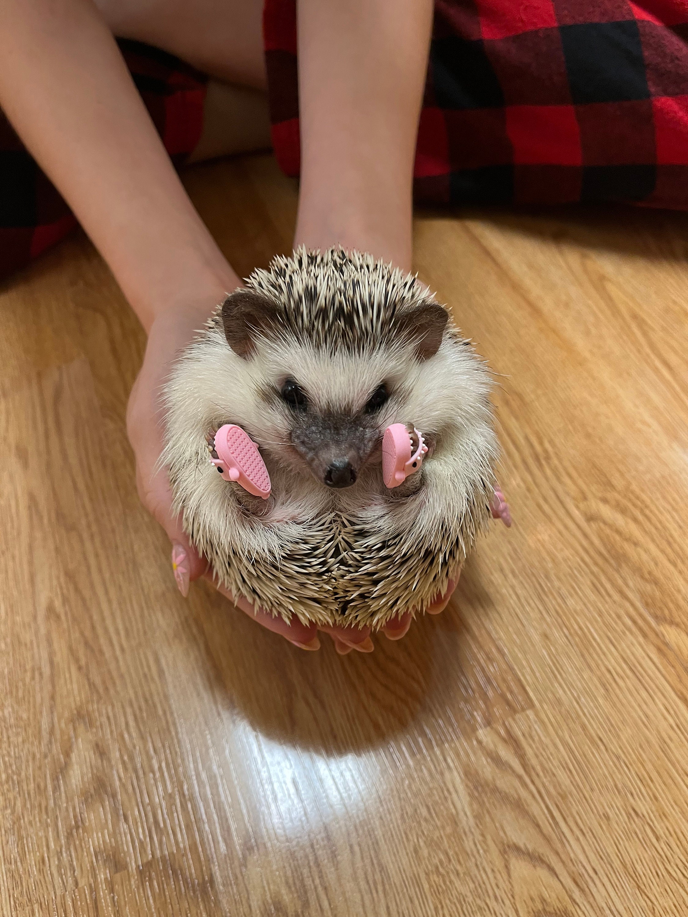 Hedgehog wearing hotsell slippers