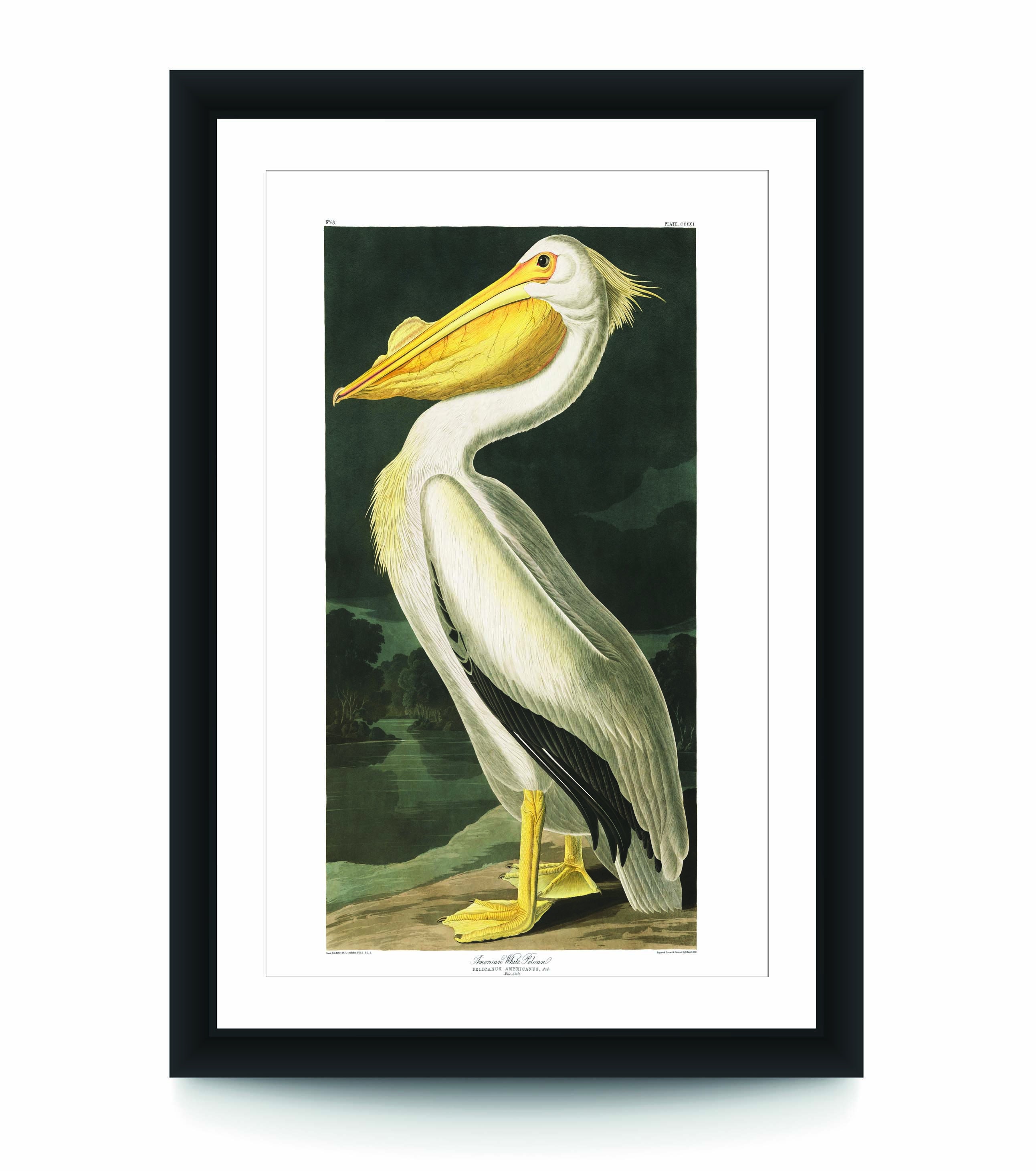 Vintage Audubon American White Pelican Poster Audubon Poster Etsy