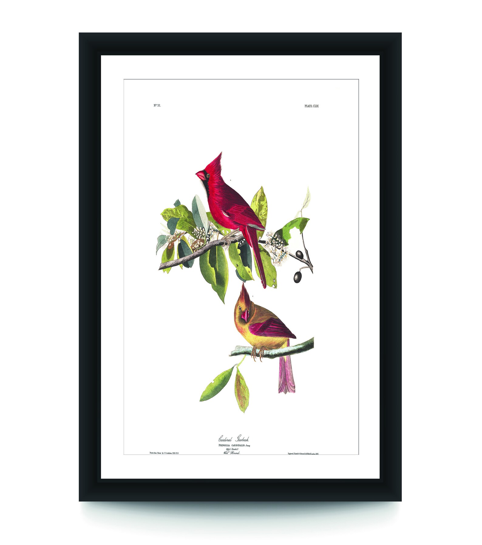 Vintage Audubon Cardinal Poster Audubon Poster Retro Etsy