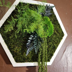 Hexagon Moss Wall Art | Gift Nature Plants Interior Design jungle green | Boho Wall Art