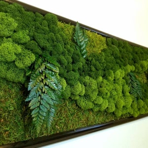 May include: A framed moss wall art piece with a variety of green moss textures and shapes. The moss is arranged in a natural, organic pattern, creating a visually appealing and calming effect.