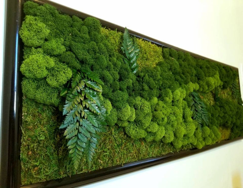 May include: A framed moss wall art piece with a variety of green moss textures and shapes. The moss is arranged in a natural, organic pattern, creating a visually appealing and calming effect.