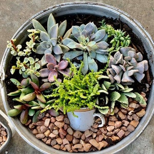 Vintage Potted Succulents - Galvanized Pot - Birch Trimmed Succulent Arrangement, table top decor, Mother&#39;s Day gift, Client gift, succulent