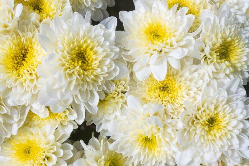 French White Chrysanthemum Heirloom Flower Seed Etsy