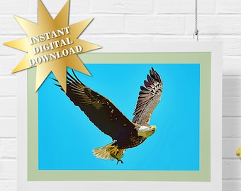 Druckbare Adler fliegen w / Fisch Wand Kunstdruck Poster für Vogelliebhaber - 12 Bilder, INSTANT DIGITAL DOWNLOAD!