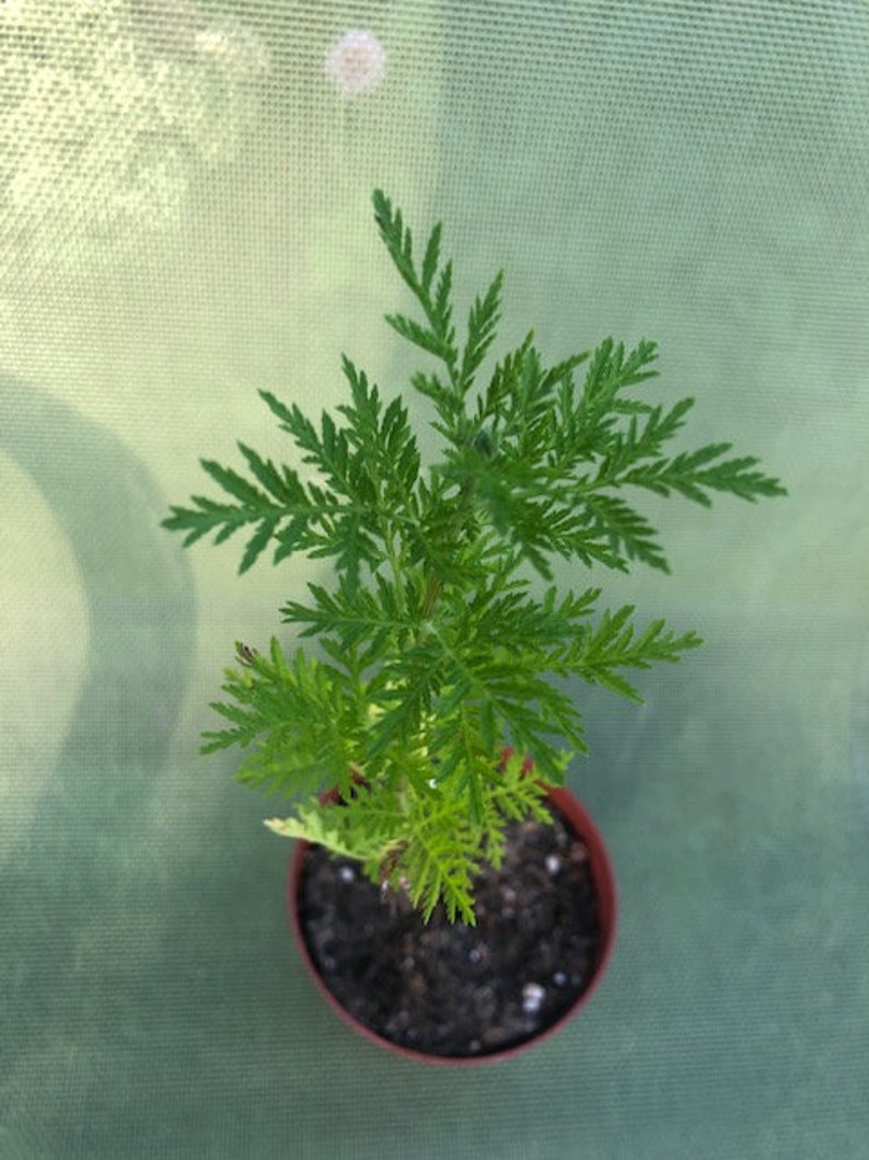 Artemisia annua Samen Sweet Annie 黄花蒿 Qing Hao Wermut | Etsy