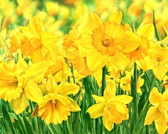 Daffodils Giclee Print, Limited Edition Signed Watercolour Art
