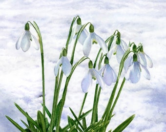 Snowdrops Watercolour Painting, Limited Edition Floral Print