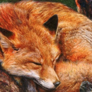 Limited Edition Fox Print, Signed Giclee Watercolour Wildlife Art image 2