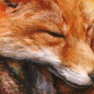 May include: A close-up of a red fox's face, with its eyes closed and its nose pointed towards the ground. The fur is soft and fluffy, and the colors are warm and inviting.