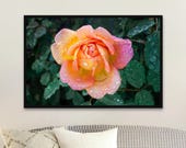 Rose Raindrop Photography Print: Summer Blossom Nature Wall Art - Unframed Matte