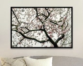 Spring Blossoms Photography Print: Archival Matte Wall Art - Unframed Matte