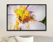 Honey Bee Anemone Pollen Macro Photography Print: Botanical Wildlife Art - Unframed Matte
