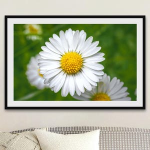 Stampa fotografica ravvicinata di margherita comune / Stampa artistica di fiori selvatici di margherita da prato / Con cornice o senza cornice / Decorazione per la casa e le pareti ispirata alla natura