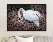 Mother Swan Photography Print: Spring Nest, Matte Unframed