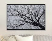 Black and White Oak Tree Photography: Winter Nature Wall Art - Unframed Matte