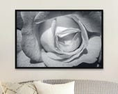Black and White Rose Photography Print: Elegant Floral Wall Art - Unframed Matte