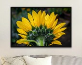 Raindrop Sunflower Photography Print: Matte Floral Wall Art - Unframed Matte