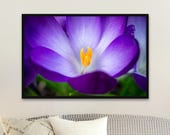 Purple Crocus Photography Print: Macro Floral Wall Art - Unframed Matte