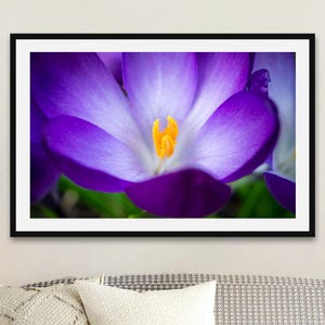 Lila Krokus mit lebhaften gelben Staubgefäßen Fotografie Druck | Makro Natur Kunst | Gerahmt oder Ungerahmt | Frühlings-Blumen-Wand-Dekor
