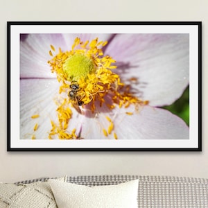 Stampa fotografica di api mellifere che si bagnano nel polline di anemone / Arte macro naturalistica / Con o senza cornice / Decorazione da parete botanica e della fauna selvatica