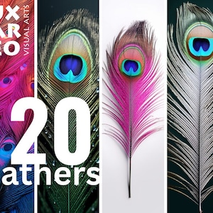 20 FEATHERS Peacock Digital paper, High Quality 400Dpi PNG files, Feather, printable, clipart, digital clip art, digital image, bundle