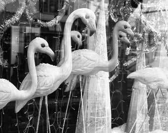 Flamingos Behind Glass - Silver Gelatin (Darkroom) Print