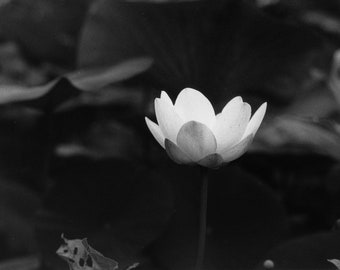 Water Lily - Silver Gelatin Print (7x10" in 11x14" mat)