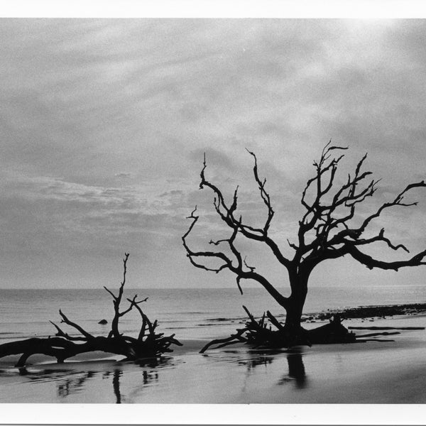 Sonnenaufgang am Driftwood Beach, Jekyll Island, Georgia - Silbergelatine Druck