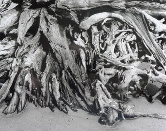 Driftwood Beach Roots, Jekyll Island, Georgia - Silver Gelatin Print