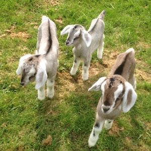 May include: Three baby goats standing in a grassy field. The goats are white with brown markings. They are all looking at the camera.