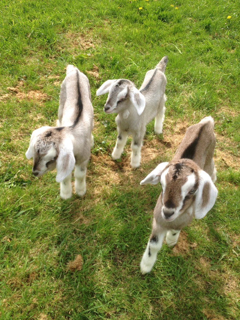 May include: Three baby goats standing in a grassy field. The goats are white with brown markings. They are all looking at the camera.