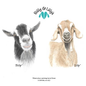 May include: Watercolor painting of two goats, one black and white and one brown, with the text 'Billy & Lilly' above them. The text 'Billy' is below the black and white goat and the text 'Lilly' is below the brown goat. The text 'Watercolour paintings by Jo Green &copy; 2020 Billy and Lilly's' is at the bottom of the image.