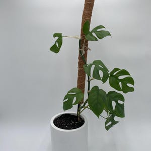 Kokosnuss Moosstab, stapelbar, biegsam, stapelbar, 18 &#39;&#39;/ 24,4 zoll Pflanzeneinsatz, Stützmetalleinsatz für Monstera / Pothos