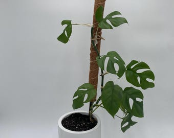 Bendable & Stackable Coco Coir Moss Pole | 18" or 24" | Metal Stake Included | Indoor Plant Support for Climbing Vines + Monsteras
