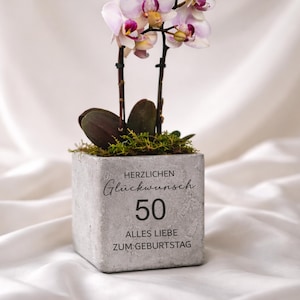 Könnte beinhalten: Eine Topf-Orchidee mit hellvioletten und magentafarbenen Blüten in einem quadratischen Betonpflanzgefäß. Der Topf hat die Zahl 50 und deutschen Text. Die Orchidee sitzt auf einem Bett aus grünem Moos.