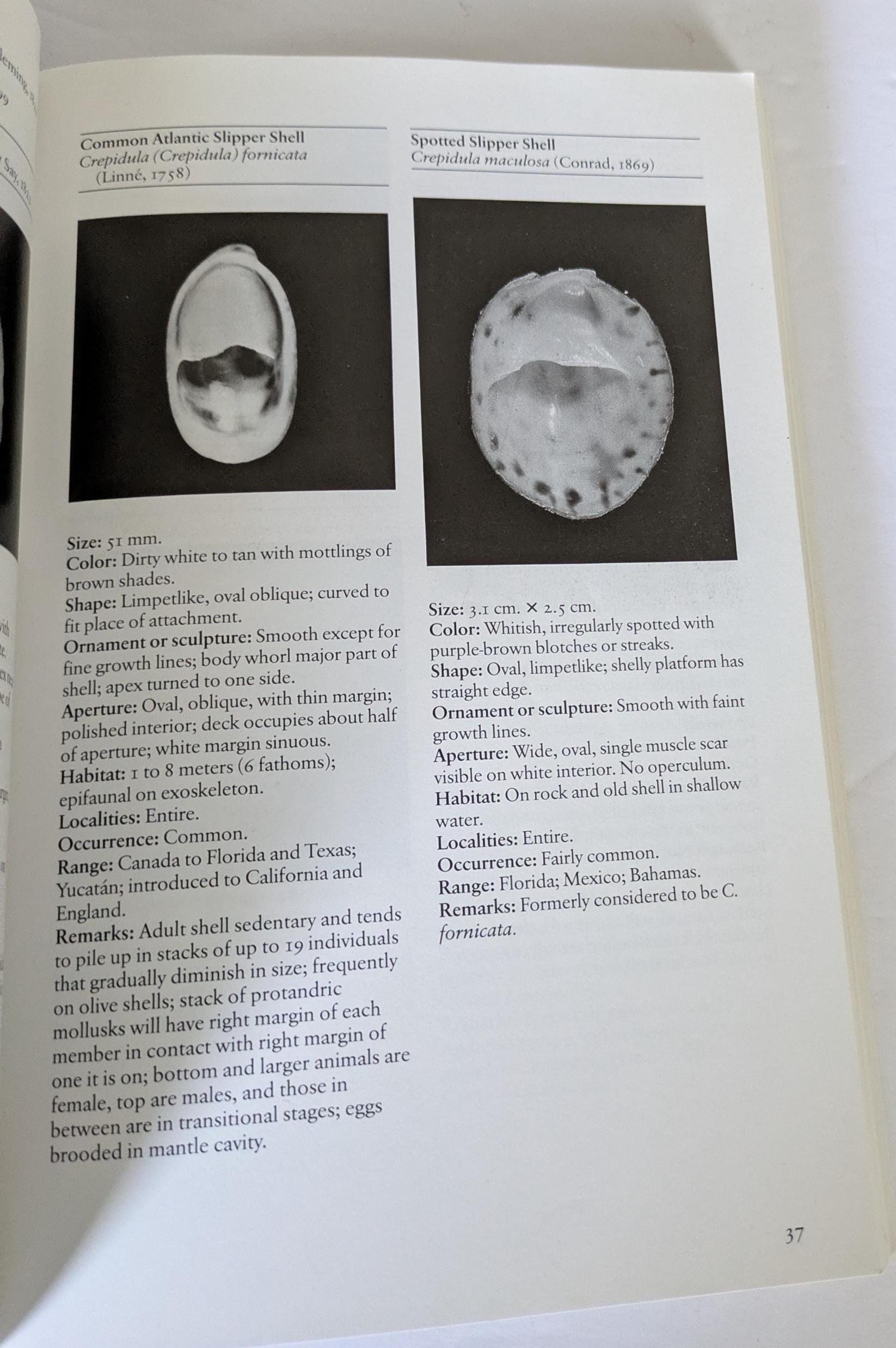 Shells Field Guide Florida Shells Field Guide: Coastal Identification Book - Etsy