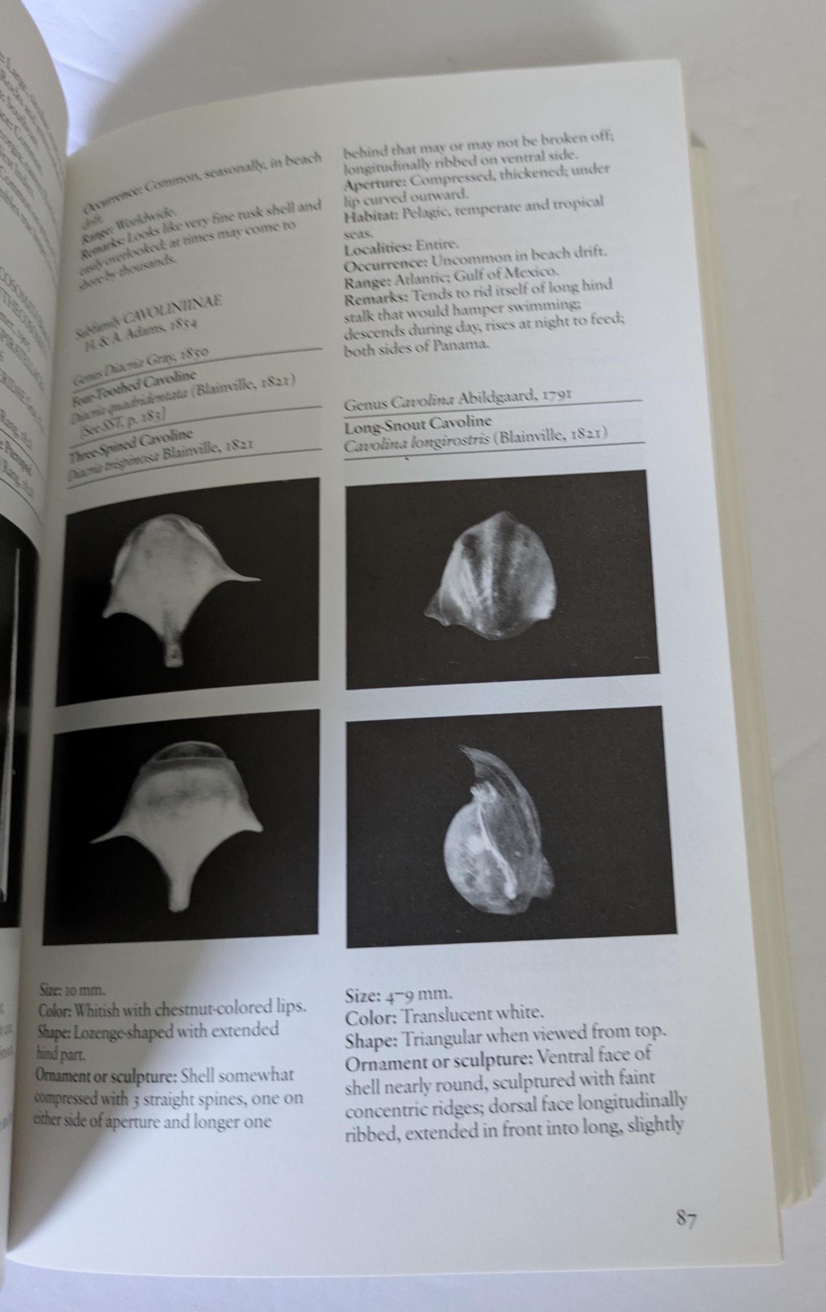 Shells Field Guide Florida Shells Field Guide: Coastal Identification Book - Etsy