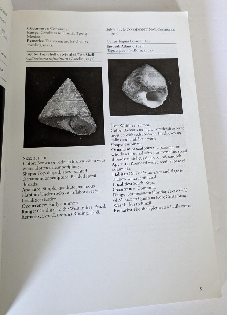 Shells Field Guide Florida Shells Field Guide: Coastal Identification Book - Etsy