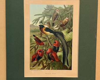 Webervögel Chromolithographie Selmar Hess Prang 17 ”X 19”